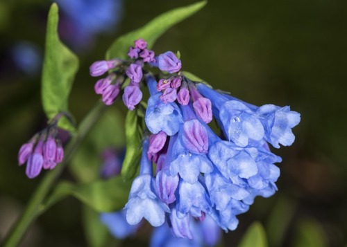 mdeanstrauss:Virginia Blue Bells… one of the more glorious spring woodland wildflowers…