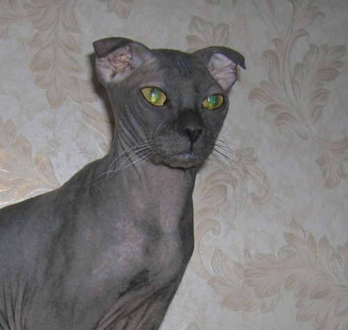 odditiesoflife:Bizarre Breeds of Hairless CatsSphynx Cat — Sphynx cats came about when a single hair