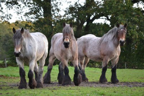 realmedieval:  redwingjohnny:  Big draft horses stock by ~horse-power  Classic Belgian Brabants  A t