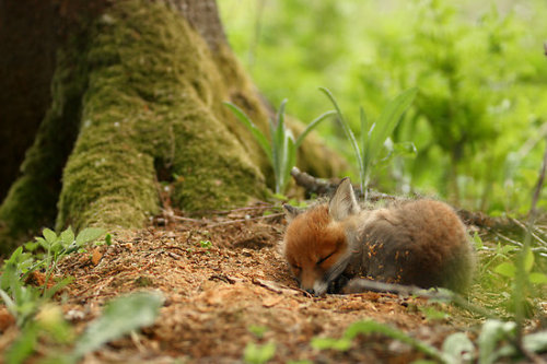 paganroots:  Sweet dreams by Remo Savisaar 