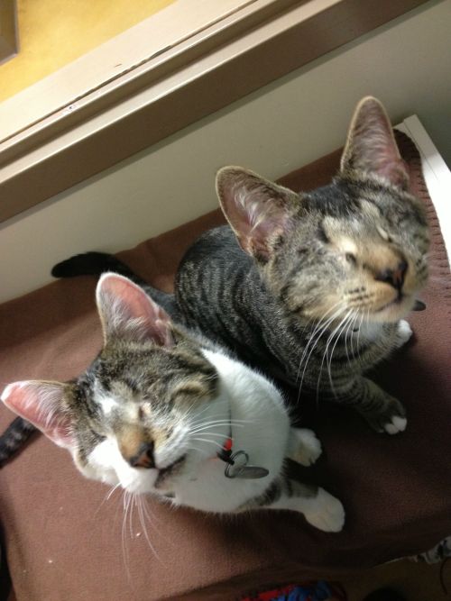 Congratulations!Meet Bacon and Eggs, two eyeless kittens who just got adopted!Via Imgur