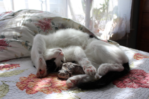 derpycats: GeologyCat tries out her yoga poses while examining a pretty rock.