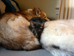 catsbeaversandducks:  Dogs Make The Best Beds Farina the Cat doing what she does best: getting cozy on top of Maeby the Siberian Husky! Video HERE Photos/video by Kedrico 