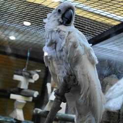 #Parrot / #Izhevsk #Zoo #Animals  January 4, 2014  #Попугай #Udmurtia #Russia #animal #Ижевск #Удмуртия #Россия #зоопарк #животные