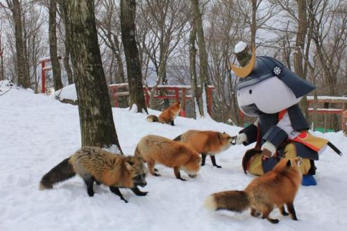 catsbeaversandducks:You Can Experience Fox Heaven in JapanOpened in 1990 and located in Miyagi Prefe