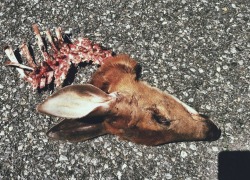 god-likee:  Dead deer found on a walk ~ 