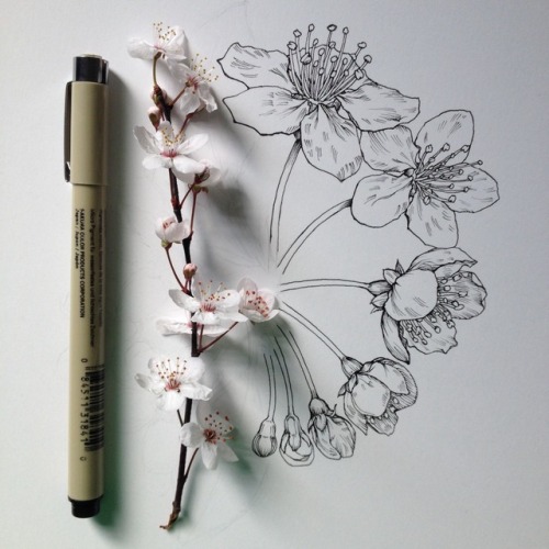 noelbadgespugh:blossoming again, ½ ink