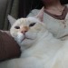 straycatj:言ったとおり家主はきょう ずっとここでオレのまくらになっています……ごめん、さすがにウソです…….my