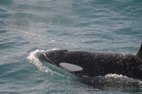 orcalovingbeing:Reykjavik, Iceland 30.03.2015Beautiful orcas off Reykjavik