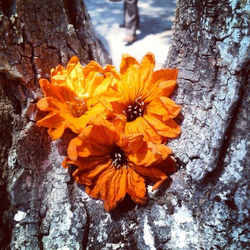 Belleza naranja. :D. #flor #flower #naranja #beauty #orange