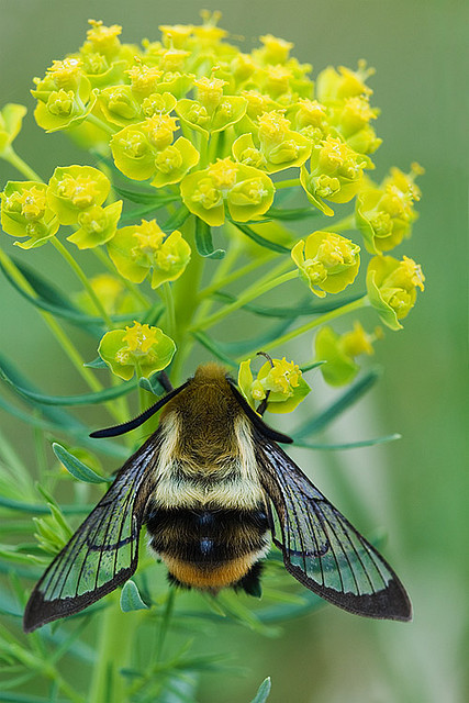 thimble-bina: libutron: Hemaris tityus | ©Stephan Amm  (Bavaria, Germany) This is not