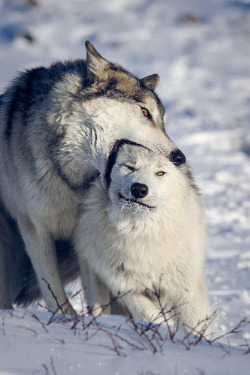 Jack-The-Lion:  Thatwanderinglonewolf:  Playing (By Instinctforfilm)  “Hi, Friend!”