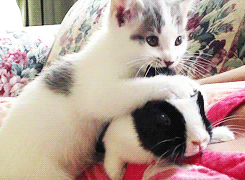 kittens-kittenseverywhere:  It’s just so cute. How can somebody not like cats? 