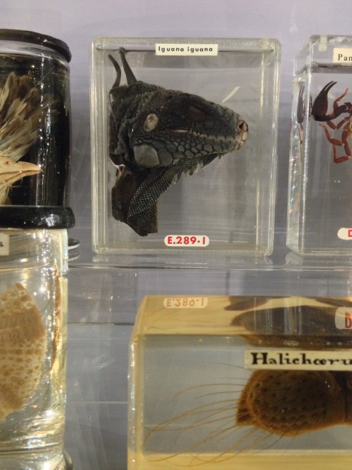 super-who-lock-is-team-jem: crookedindifference: I spent the afternoon at the Hunterian Museum in Lo