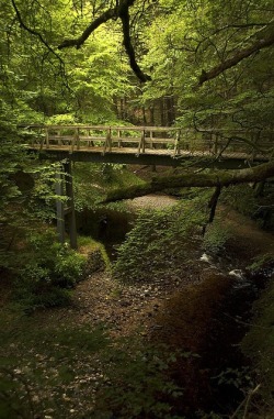 :  Forest Bridge by g.naharro on Flickr 