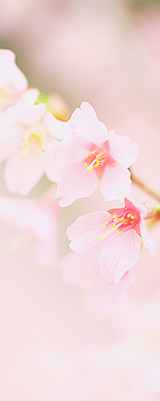 luneair:  sakura 1|2|3 || yuffii  