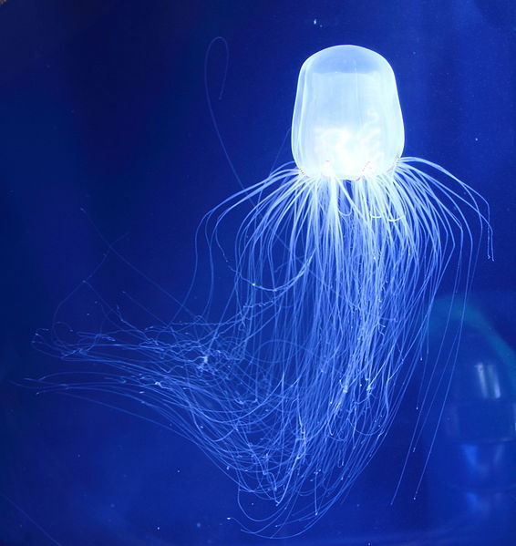 mooonjellies:    Kakidai  