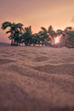 plasmatics-life:  Palms at Rappongi beach