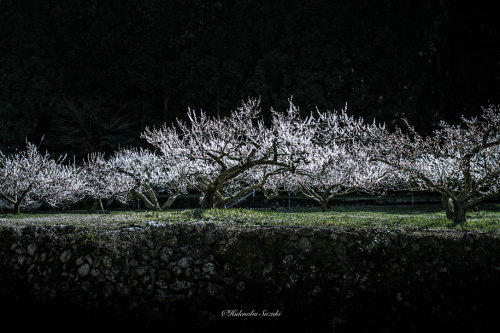 landscape-photo-graphy:The Enchanting Japanese Spring Photographed by Hidenobu Suzuki Japanese beaut