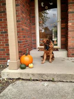 awwww-cute:  My dog doesn’t trust pumpkins
