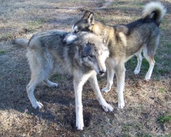 wolfeverything:  Wolf and Husky ❤️