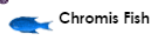 indigoidiot:  WHen i discovered the rare elusive chromis fish i went to town with