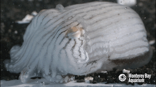 montereybayaquarium:    We’re geeking out over the newest addition to our Tentacles