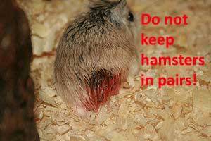 10 Steps To Care For Your Hamster (long post!)