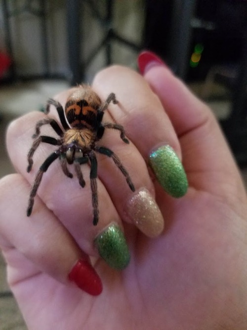 It’s surprisingly really hard to take a picture of your tarantula