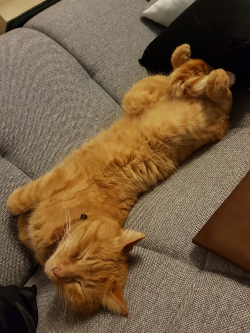 thesilent-suicide: Just my cat sleeping.