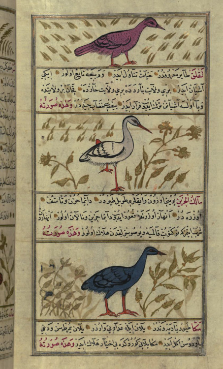 An Indian Owl, a Stork, and a Heron, illustration for the works of Zakariya al-Qazwini by Muhammad i