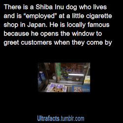 ultrafacts:  He also has a little resting place right below the counter, where he likes to hang out and chew on cucumber.Source For more facts, Follow Ultrafacts