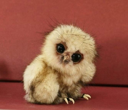 annimeer:  brokenunderstars:  No one ever said babies weren’t cute.  Seal, Fawn, Owl, Pigglet, Fox-pup, Sloth, Polar bear cub, Bunny and dolphin. (young babies)   Babies!