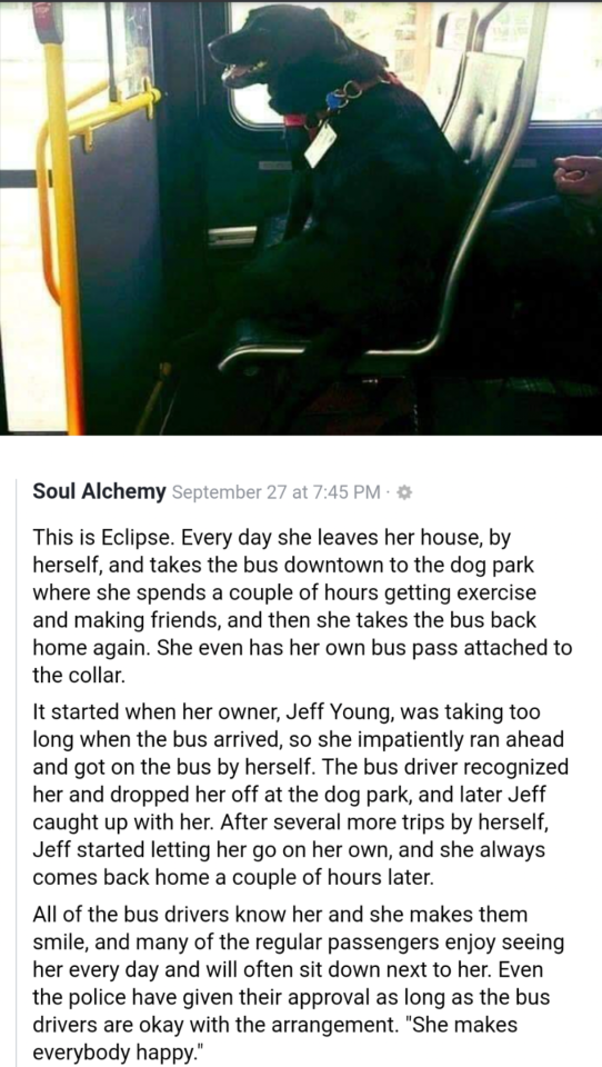 Such a smart doggo