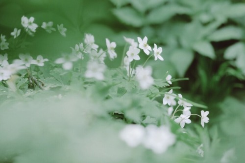 文章載せると 写真がアップ出来ず。 画像が重すぎるのかな。 白馬岳の花々。 そして 雷鳥の親子にも出会えて感動。 白馬岳縦走 その1。 &lsquo;17.7/20-22