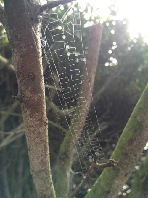 bananapeppers:web with calamistrated cribellate silk in a square-wave design, photographed by Reddit user bayouturtle (source)  bayouturtle, in a 2017 comment available on their profile page: “I took this pic on the north coast of Tasmania a couple