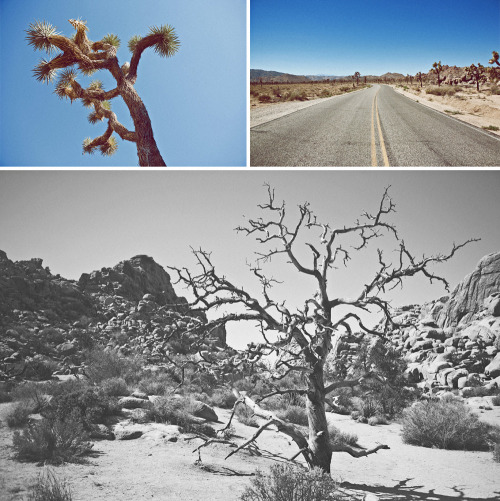 Palm Springs // Joshua Tree // September 2013