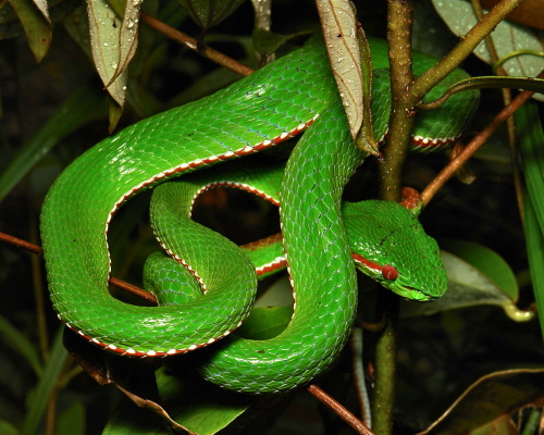 Pope&rsquo;s Tree Viper (Trimeresurus (Popeia) popeiorum, Crotalinae, Viperidae), male (Identificat