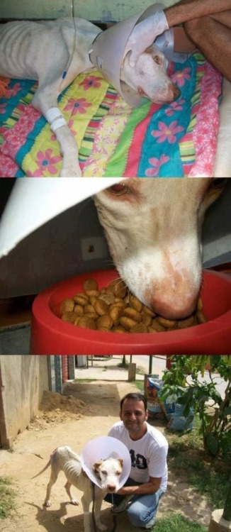 rosettakat:  thatgirlcanlift:  wreckedxteen:  canna-bish:  Thank you so fucking much.  im in teaaars  I will never not reblog this because this guy right here is the best example you could ever have for how to care for an animal in need.  Props to this