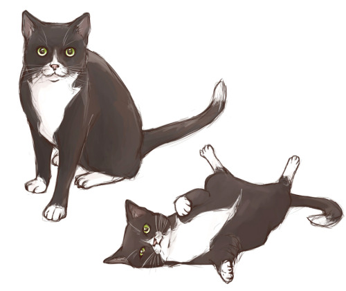 dreamxxdream:  Today I want to introduce the most important character of my reincarnation AU. Meet Mr Whiskers, Levi’s cat.Little Mr Whiskers moved in with Levi thanks to Isabel who found him on the street as a kitten and named him. Mr Whiskers isn’t