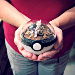 moon83:  Poké Ball Terrarium by The Vintage