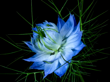 just-be-magnificent:  Time-Lapse: Watch Flowers Bloom Before Your Eyes (x) 