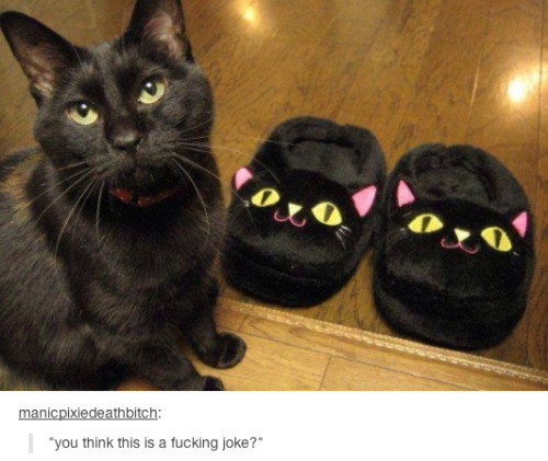 lipstickstainedlove: itsstuckyinmyhead:Cats and Tumblr THE LAST ONE FUCK