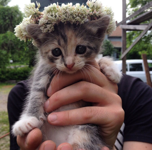 I love kitties