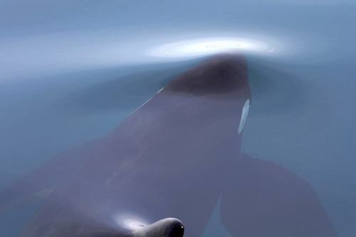 Large male orca from an encounter in May, 2015Photo by Shiretoko Nature Cruise