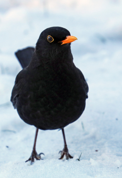 michaelnordeman:Blackbird/koltrast.