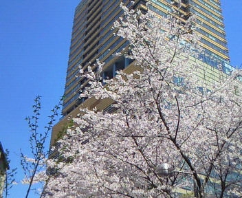 Sakura at Akasaka, Tokyo