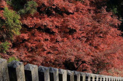 ‘21.11.19 松尾寺にてここんとこ玉石混合な出来事が続いて、ちょっと気持ちも不安定なので日本最古の厄除け寺へお参り。いい天気で紅葉も見頃。30分程度の滞在でしたが、心が少し穏やかになったような気