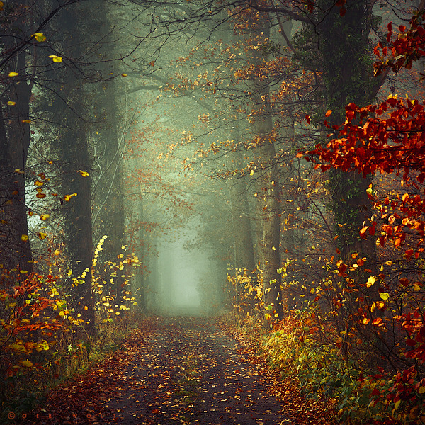 90377:  Dream is Destiny by =Oer-Wout 