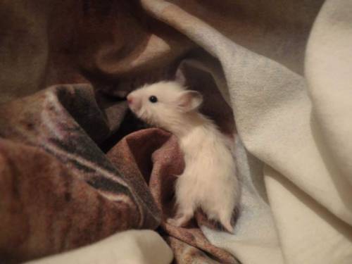 furryrodents:  How was he so small?